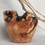 Curved Pine Root Bowl