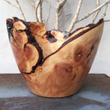 Curved Pine Root Bowl