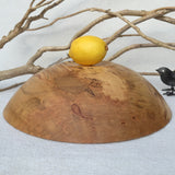 Large Maple with Turquoise Bowl